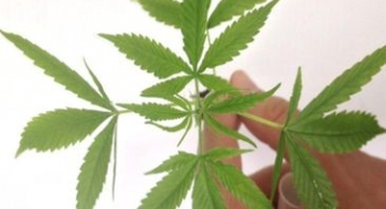 Canadá é o primeiro país do G7 a legalizar uso recreativo da maconha